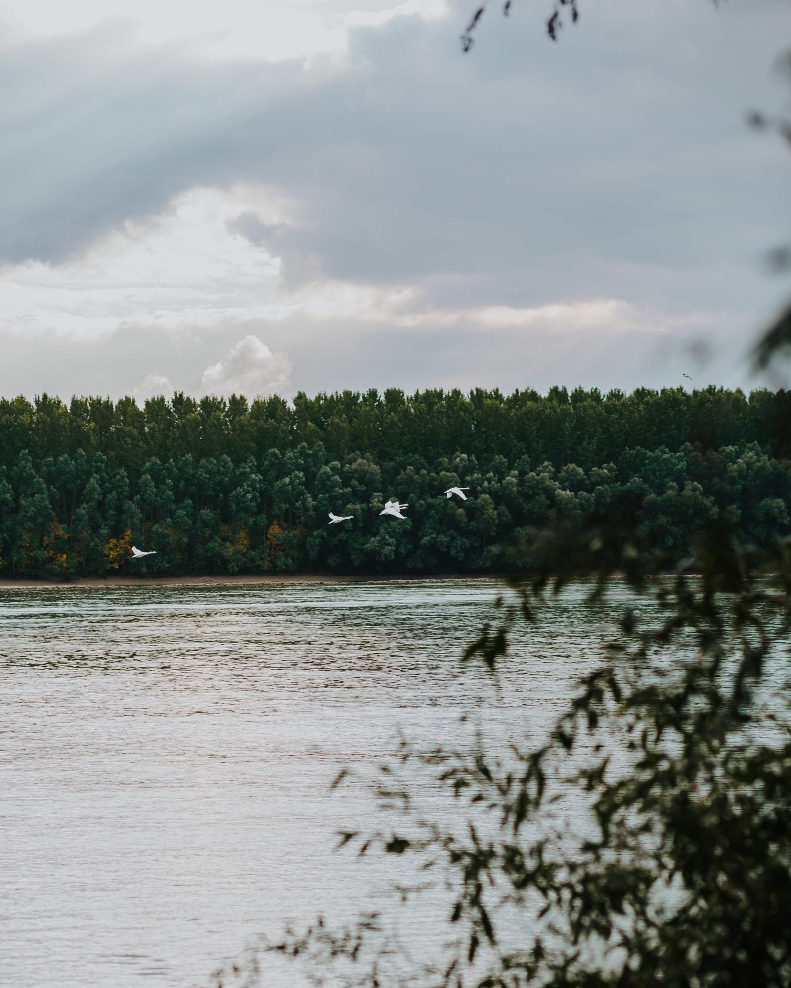 Flying birds over river - Photo by Drazen Nesic on Pixnio Flying birds over river - Photo by Drazen Nesic on Pixnio