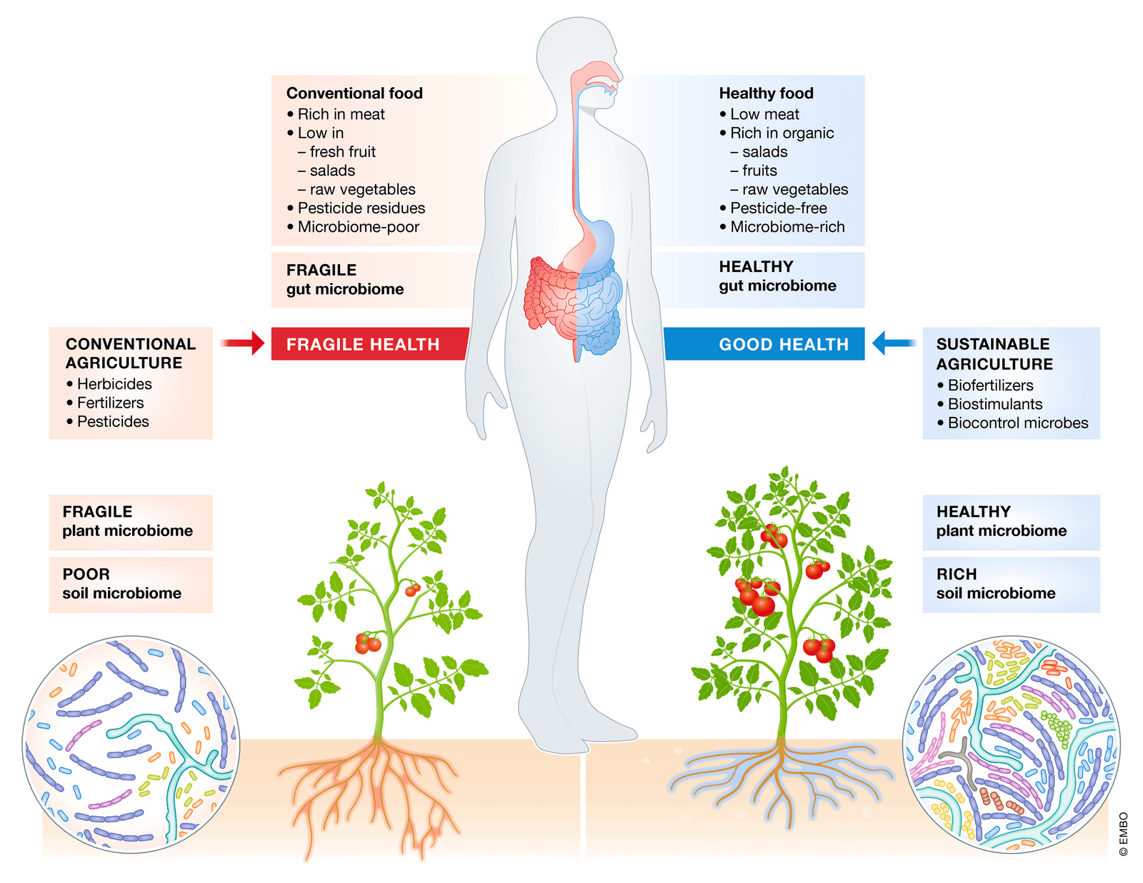 Soil and your Gut