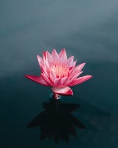 water lily flower